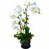 Pure White Taiwan Orchids (3pcs)